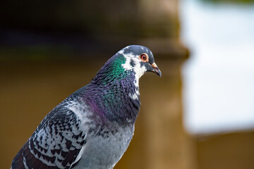 An colourful pigeon in close up with a beautiful mottled plumage. 
