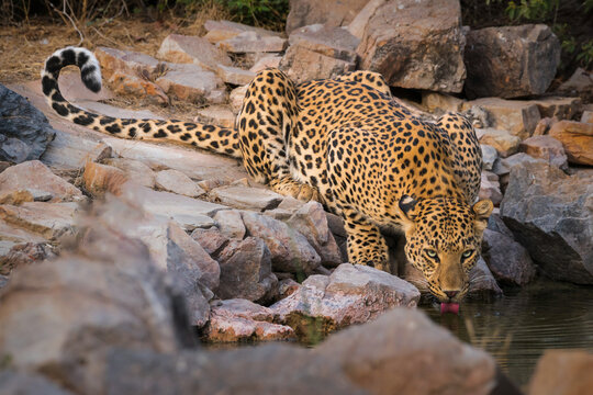 leopard on the rock drinking water