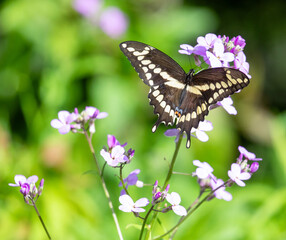 Eastern Giant Swallowtail Butterfly