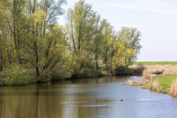 Bocht fan Molkwar, Translated to Bend of Molkwar, a nature reserve area along the IJsselmeer...
