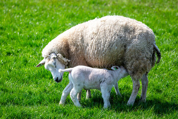 A ewe or female sheep feeds her lamb with colostrum, a nutrient rich milk she produces on a grass rich field in the Dutch countryside