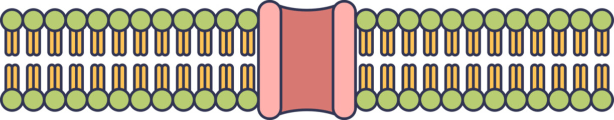 Illustration of a cell membrane with lipid bilayer and protein channel.