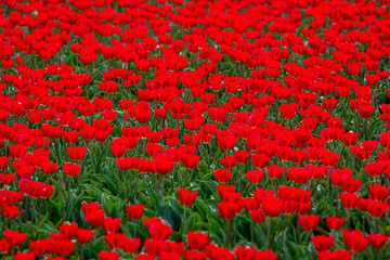 Obraz premium Close up of red Tulip plants, Image shows a close up image of multiple red tulip flowers growing in a farmers field in the Dutch countryside