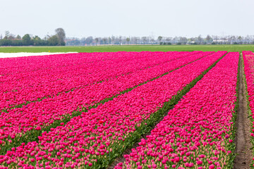 Pink Tulip rows on a field, Image shows thousands of pink tulips planted in rows on a Dutch farm in the countryside