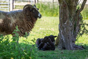 Small herd of Jacob sheep ewe's with 2 week old lambs, Image shows a small flock of female Jacob...