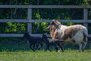 Jacob sheep ewe and her two 2 week old lambs, Image shows a mother sheep with her two kids on a...