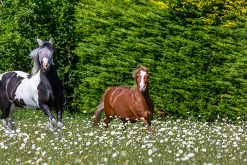 Chestnut Welsh pony and a black and white mountain and moorland pony playing in a field, Image...