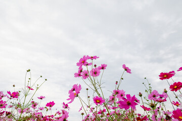 曇り空を背景に広がるピンクのコスモス畑