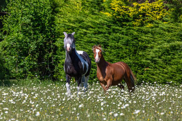 Chestnut Welsh pony and a black and white mountain and moorland pony playing in a field, Image...