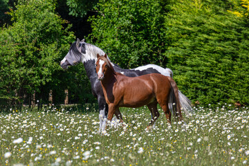 Chestnut Welsh pony and a black and white mountain and moorland pony playing in a field, Image...