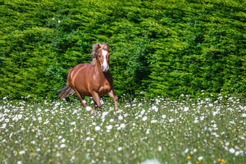 Chestnut Welsh pony gelding can be seen galloping through an overgrown field of grass and daisys on...