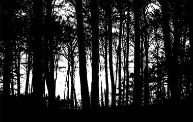 Forest Silhouette 01