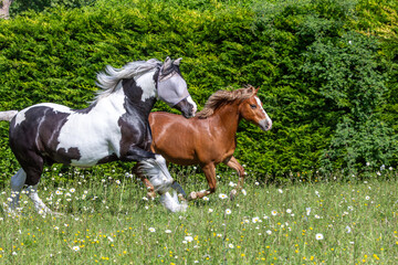 Chestnut Welsh pony and a black and white mountain and moorland pony playing in a field, Image...