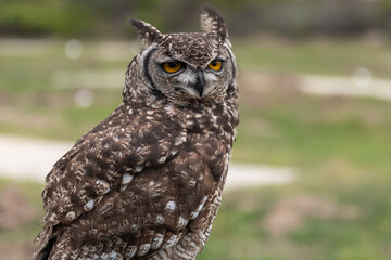 spotted eagle-owl (Bubo africanus)