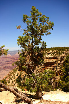 Brave Pinon Pine Tree Grand Canyon Arizona