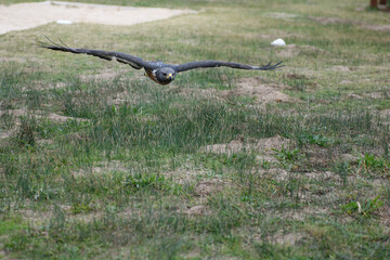 The jackal buzzard (Buteo rufofuscus)