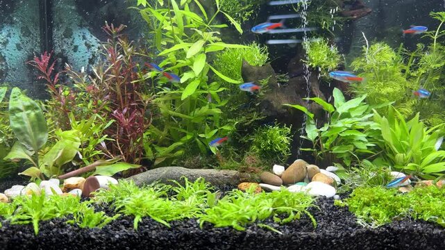 paracheirodon innesi fish swimming in the aquarium with plants and rocks
