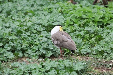 Masked lapwing in the nature	