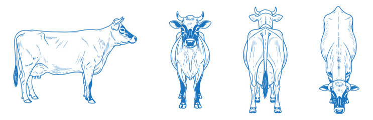 Hand drawn Jersey cow vector illustration featuring side, front, back, and top views of dairy cattle breed with gentle features, ideal for farm, agriculture, vintage, and livestock design projects


