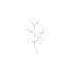 drawing minimal botanical graphic sketch drawing tiny tattoo design, floral elements vector illustration 