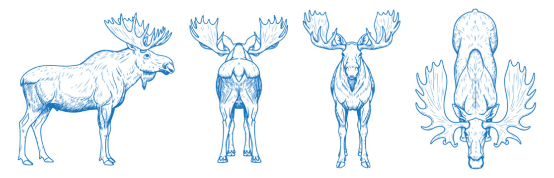 Hand drawn moose vector illustration showing side, front, back, and top views of a wild antlered animal, perfect for wildlife, forest, nature, rustic, vintage, and outdoor-themed design projects

