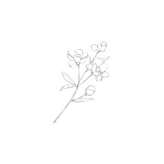 drawing minimal botanical graphic sketch drawing tiny tattoo design, floral elements vector illustration 