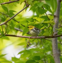 Black-throated Green Warbler