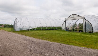 Big greenhouses outdoors with many different fruit and berry plants, industrial food production
