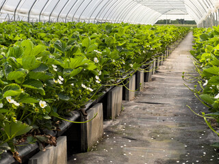 Many strawberry plants growing in a big greenhouse, industrial food production