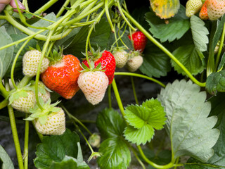 Close up of ripe and unripe strawberries growing in the garden