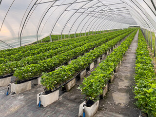 Many strawberry plants growing in a big greenhouse, industrial food production