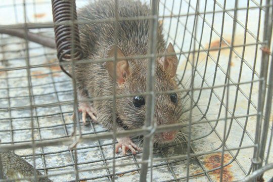 Close-up of a Wild Rat Caught in a Wire Cage Trap