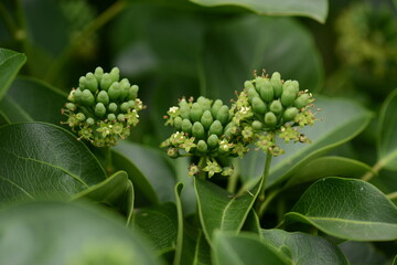 Dendropanax morbiferus Tree Bark with Resin Exudate


