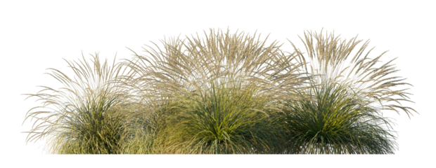 Festuca glauca Atlas Fescue and Mairei bunch grass isolated png on transparent background premuim cutout foreground grass (Blue Fescue, Common Blue Fescue, Elijah Blue)