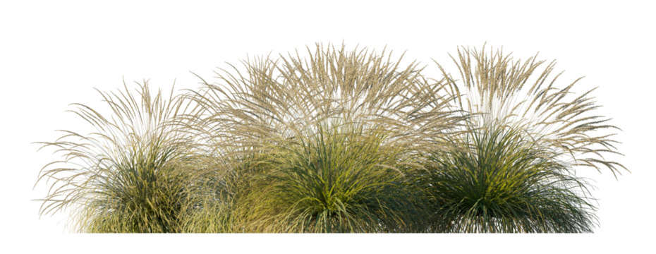 Festuca glauca Atlas Fescue and Mairei bunch grass isolated png on transparent background premuim cutout foreground grass (Blue Fescue, Common Blue Fescue, Elijah Blue)