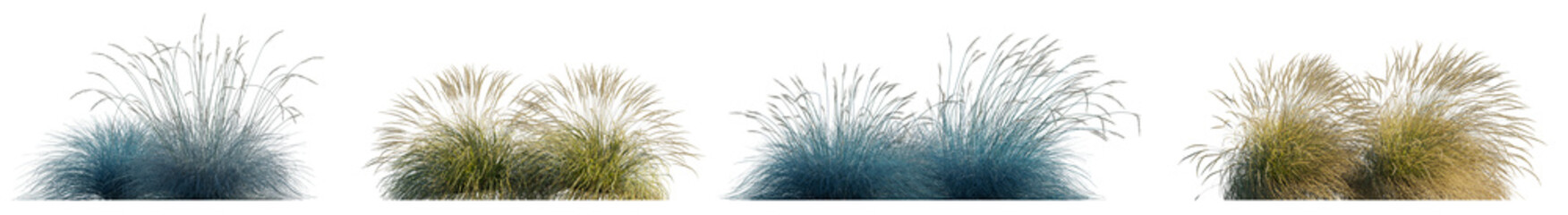 Festuca glauca Atlas Fescue and Mairei bunch grass isolated png on transparent background premuim...