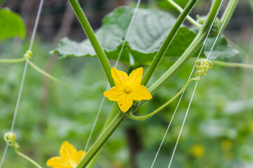 A blooming yellow cucumber flower, captured up close during the day.