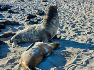 The Galapagos Islands are made up entirely of volcanic piles and volcanic lava. These islands are home to the Galapagos' unique animals, many of which are unique in the world