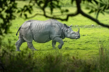 Gardinen Nashorn One horn rhino  © Luciano