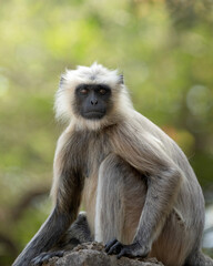 Langur