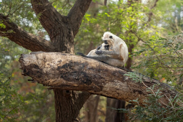 Abrazo de Langur