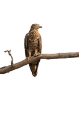 Honeybuzzard