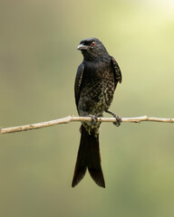 Black Drongo