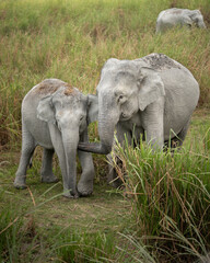 Bebe elefante escondido
