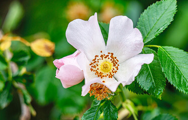 The beautiful blooming wild flowers