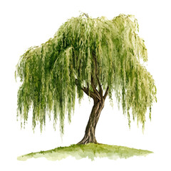A Willow Tree, watercolor drawing vector, isolated on a white background. © AMIDCO