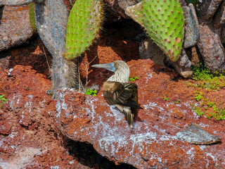 The Galapagos Islands are made up entirely of volcanic piles and volcanic lava. These islands are home to the Galapagos' unique animals, many of which are unique in the world