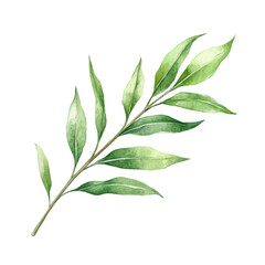 A Willow Leaf, watercolor painting vector, isolated on a white background.