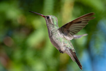 Fototapeta premium Female broad-billed hummingbird flying against geen bokeh background