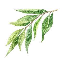 watercolor vector of A Willow Leaf, isolated on a white background.